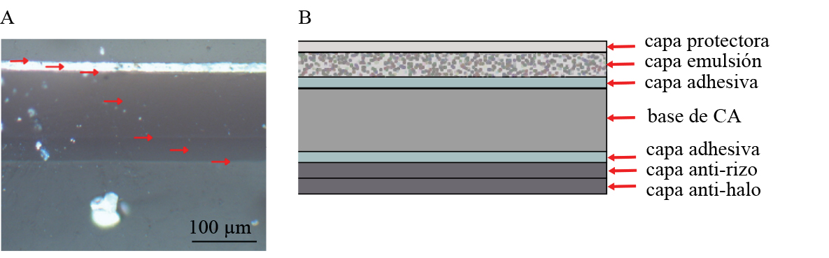 A Estratigrafía de muestra fotográfica de CA Registro con iluminación epi a 200x B Esquema de las diferentes capas que componen la película
