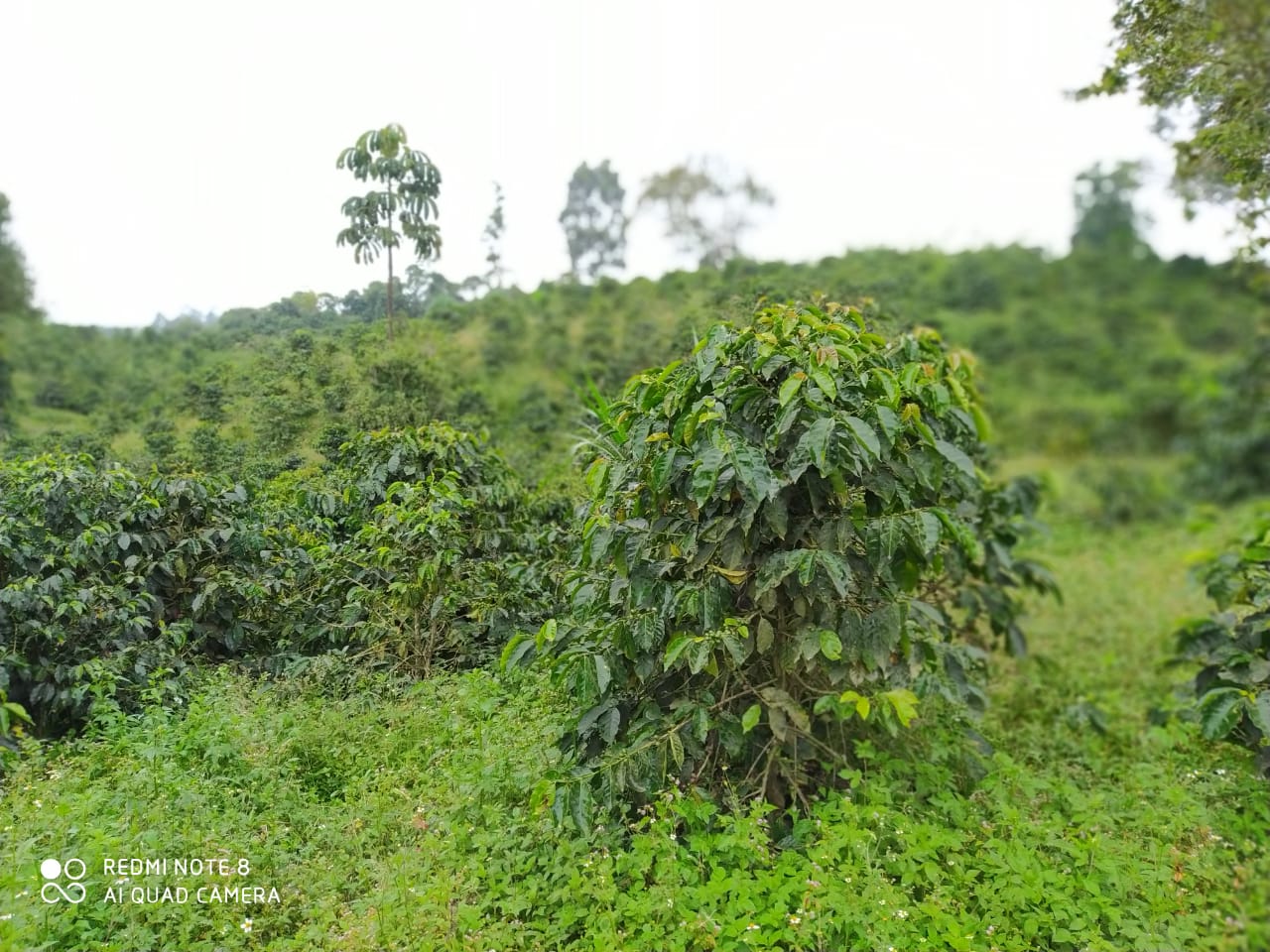 Plantación de café en la vereda
Barcelona Alta, Circasia