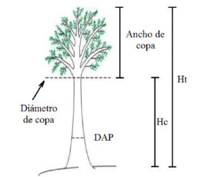 Variables
medidas en los árboles 