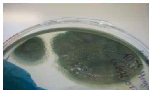 Macroscop&iacute;a de cepa f&uacute;ngica: Hongo verdoso