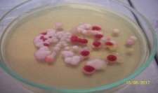 Levadura Rhodotorula