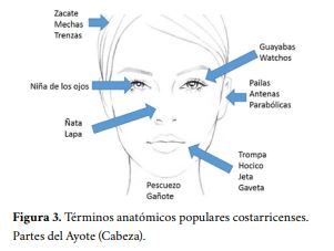 Términos
anatómicos populares costarricenses. Partes del Ayote (Cabeza).