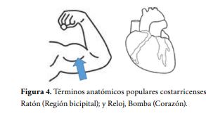 Términos anatómicos
populares costarricenses. Ratón (Región bicipital); y Reloj, Bomba (Corazón
