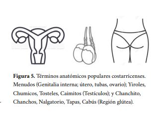 Términos anatómicos populares costarricenses. Menudos
(Genitalia interna; útero, tubas, ovario); Yiroles, Chumicos,
Tosteles, Caimitos (Testículos); y Chanchito, Chanchos, Nalgatorio, Tapas, Cabús (Región glútea). 

        