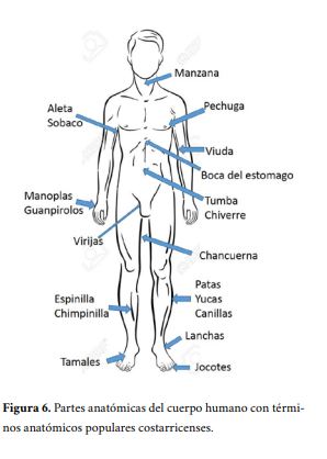 Partes anatómicas del cuerpo humano con términos anatómicos populares
costarricenses. 



 