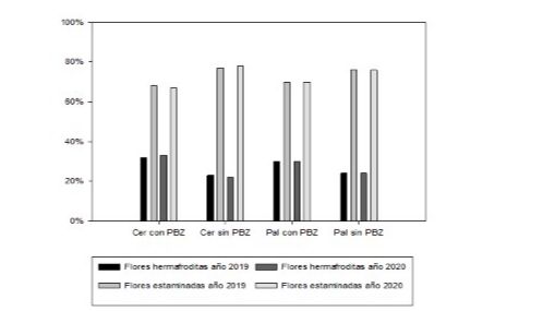 Figure 5. Percentage of staminate vs. hermaphrodite flowers in
two mango producing areas with PBZ and without PBZ year 2019-2020.