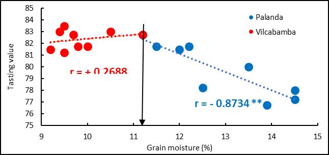 Figure 7. Relationship between bean moisture and coffee cupping value
in Vilcabamba and Palanda.
Each value is the mean of 2 evaluations per date. ** indicates statistical
significance (P< 0.01). The arrow indicates the value of the inflection
point in the relationship.