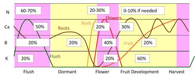 Nutrient requirements as a function of the phenological stage of the mango crop.