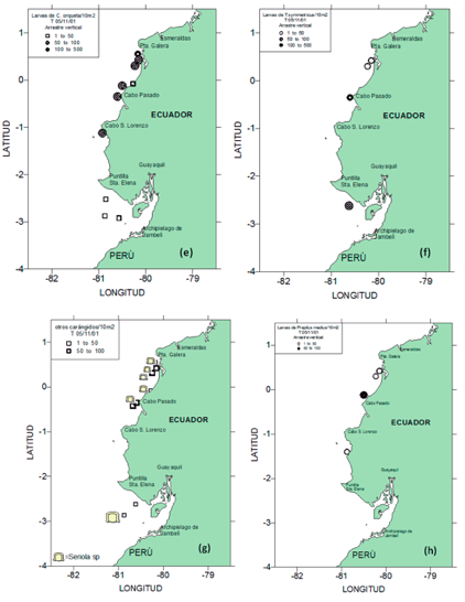 (e) Larvas de C. orqueta ; (f) larvas de T. symmetricus; (g) larvas de Seriola sp.
y otros carángidos, (h) Larvas de Prepilus medius
durante crucero T 05/11/01 D – aguas subsuperficiales.