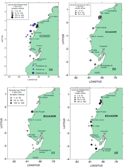 (a) Larvas de Diplectrum sp., Anthias, Paralabrax sp.; (b) Larvas de Serranus sp.;
(c) Larvas de Synodus sp. (huavina); (d) Larvas de gobios (Gobiidae); durante crucero T 05/11/01 D. –aguas subsuperficiales.