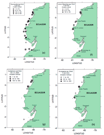 (e) Larvas de lenguados (Pleuronectiformes); (f) Larvas de Citharichthys (lenguado);
(g) Larvas de Symphurus sp.; (h) Larvas de Scorpaena sp. (brujo) durante crucero T 05/11/01 D. –aguas subsuperficiales.