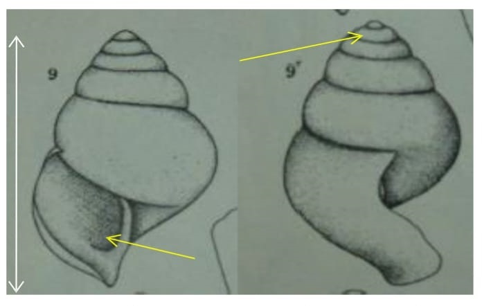 Foto 8.
