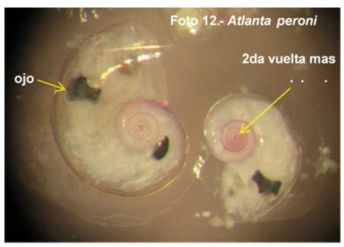 Foto 12.
