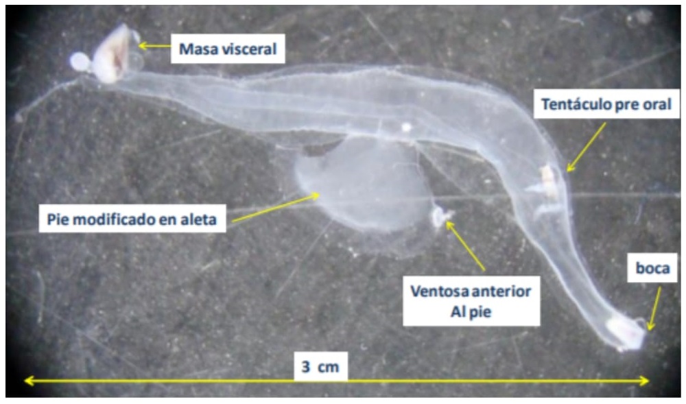 Figura 14. 