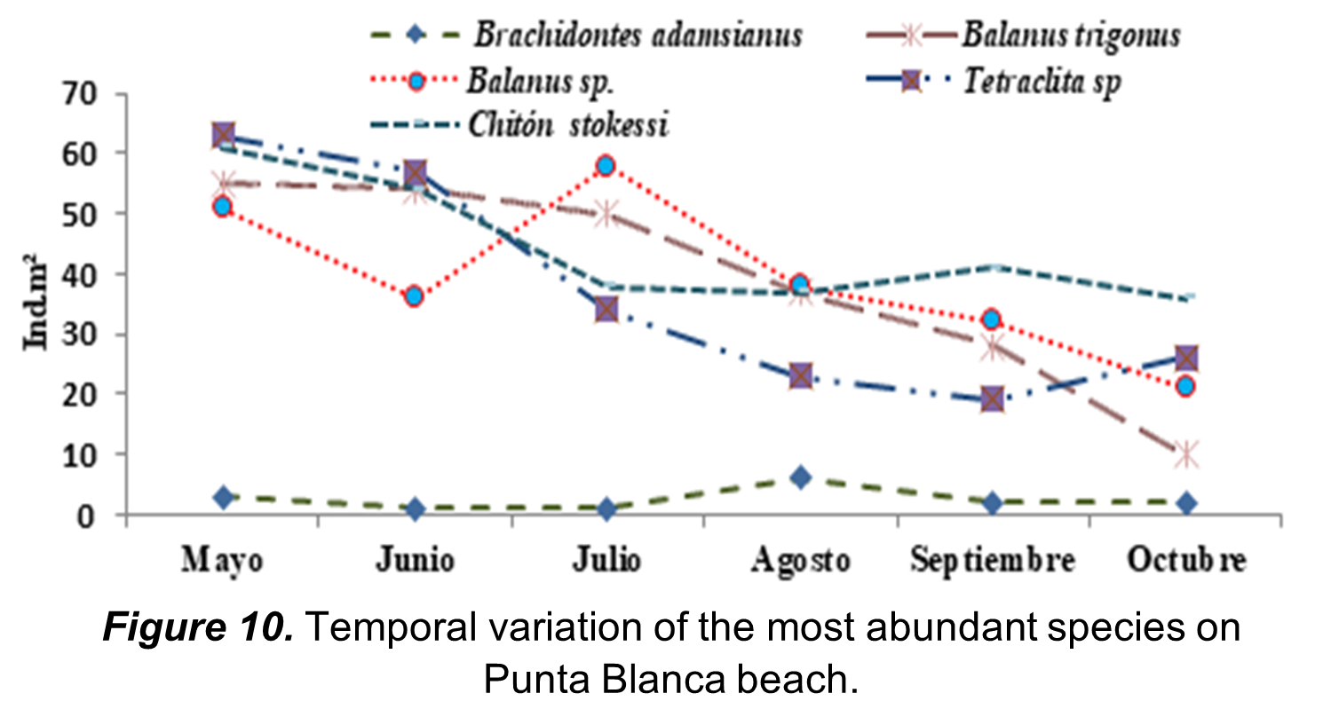 Temporal variation of the most abundant species on
Punta Blanca beach.