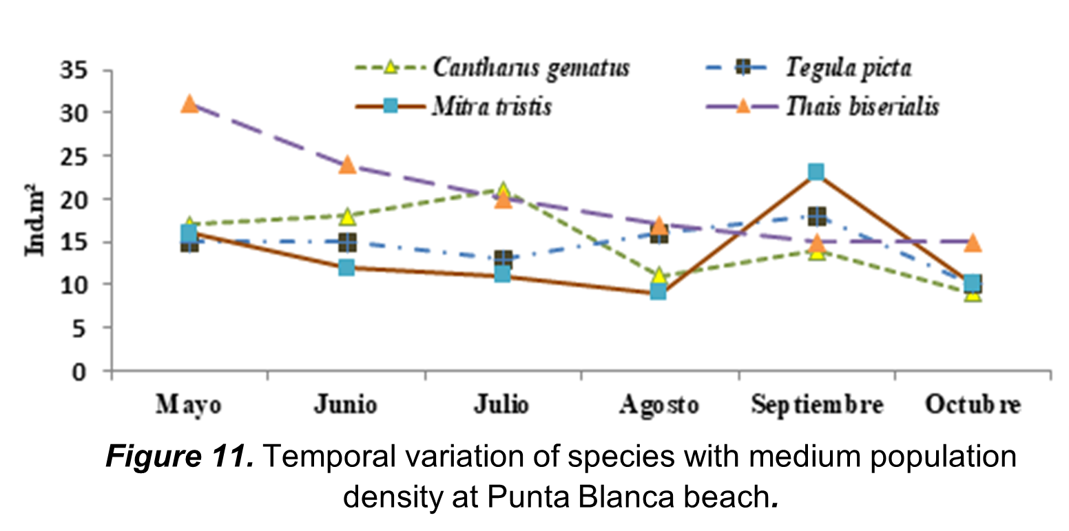 Temporal variation of species with medium population
density at Punta Blanca beach. 
