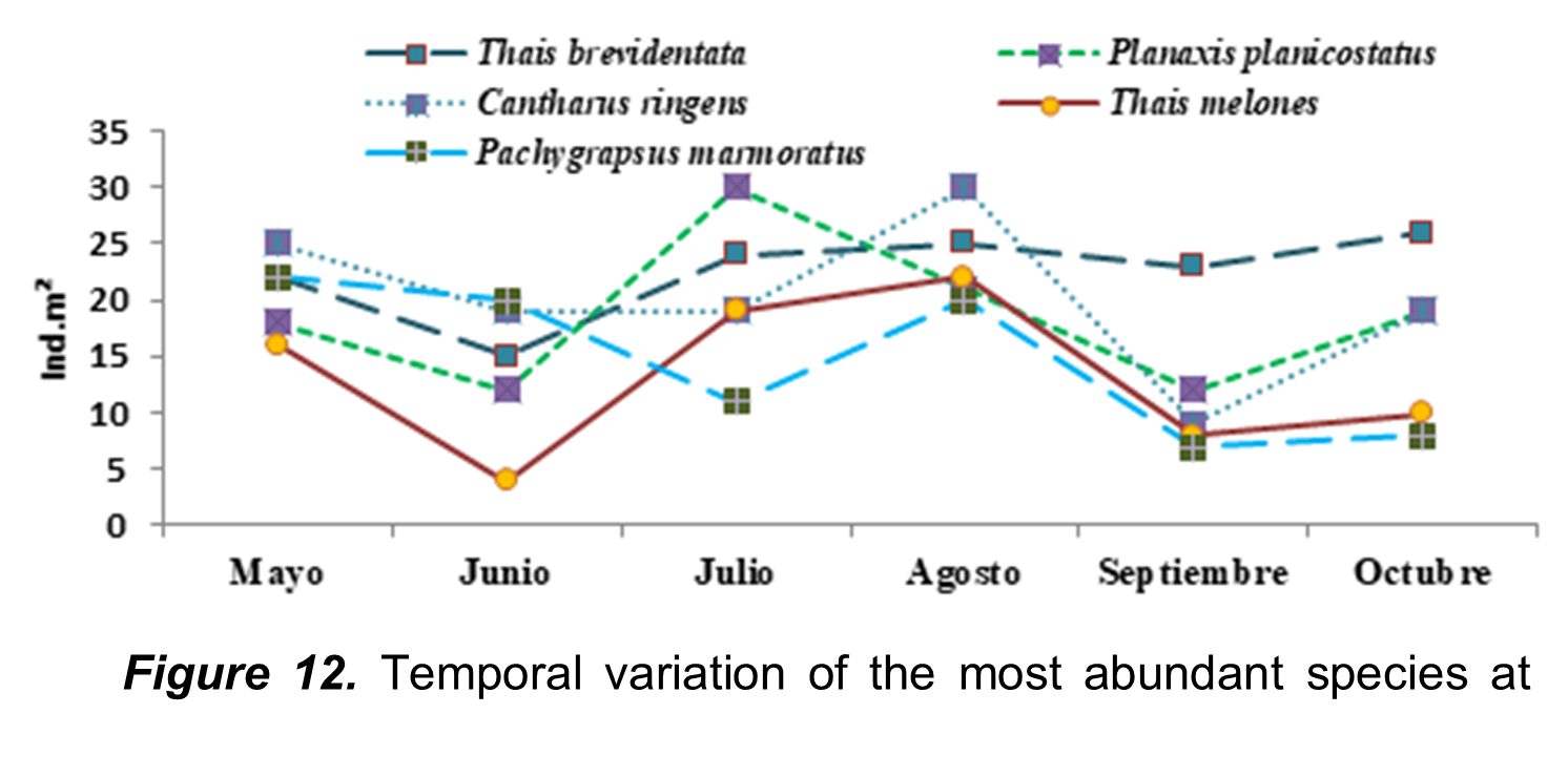 Temporal variation of
the most abundant species at Punta Blanca beach.