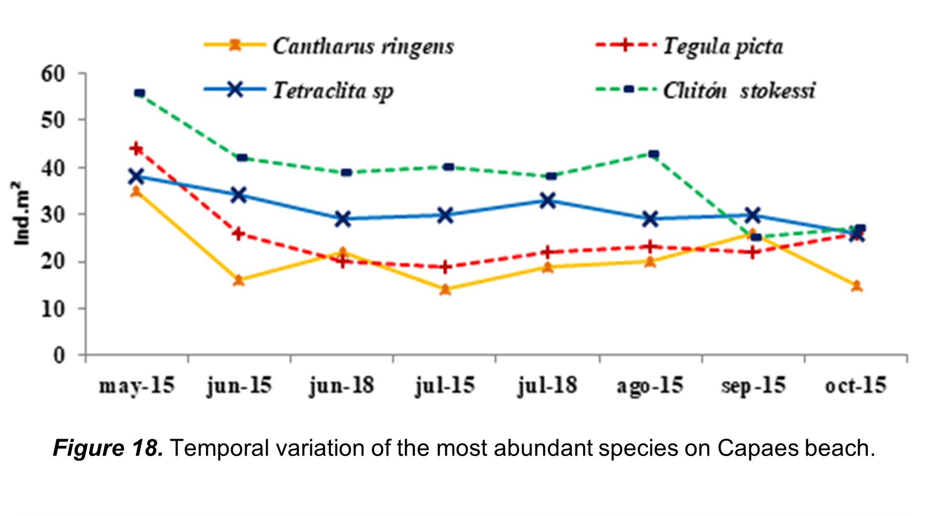 Temporal variation of the most abundant species
on Capaes beach. 