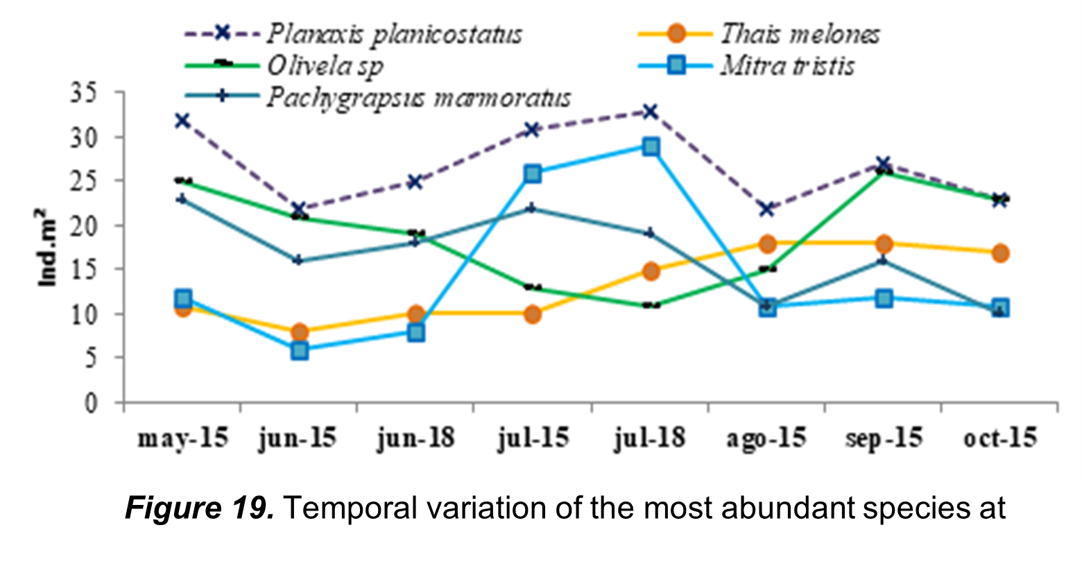 Temporal variation of
the most abundant species at Capaes beach.