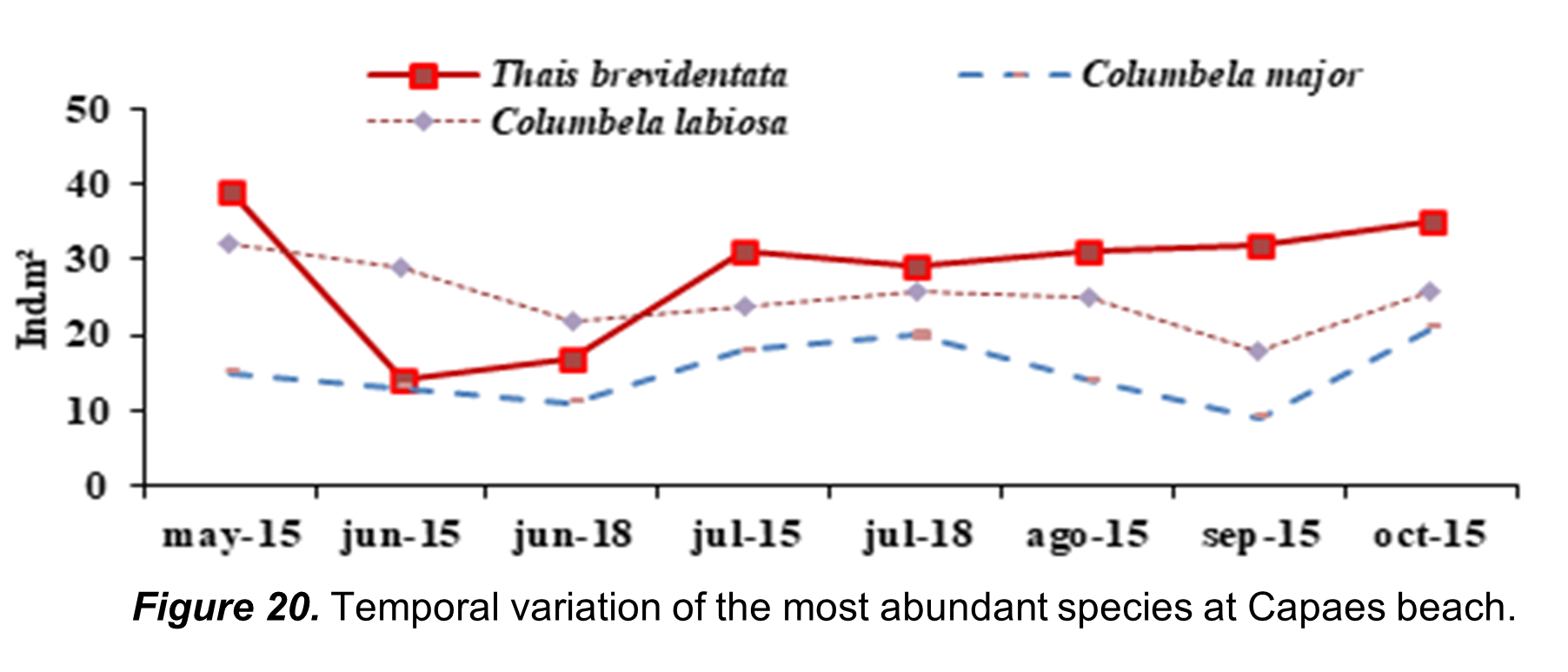 Temporal variation of the most abundant species at
Capaes beach.

 