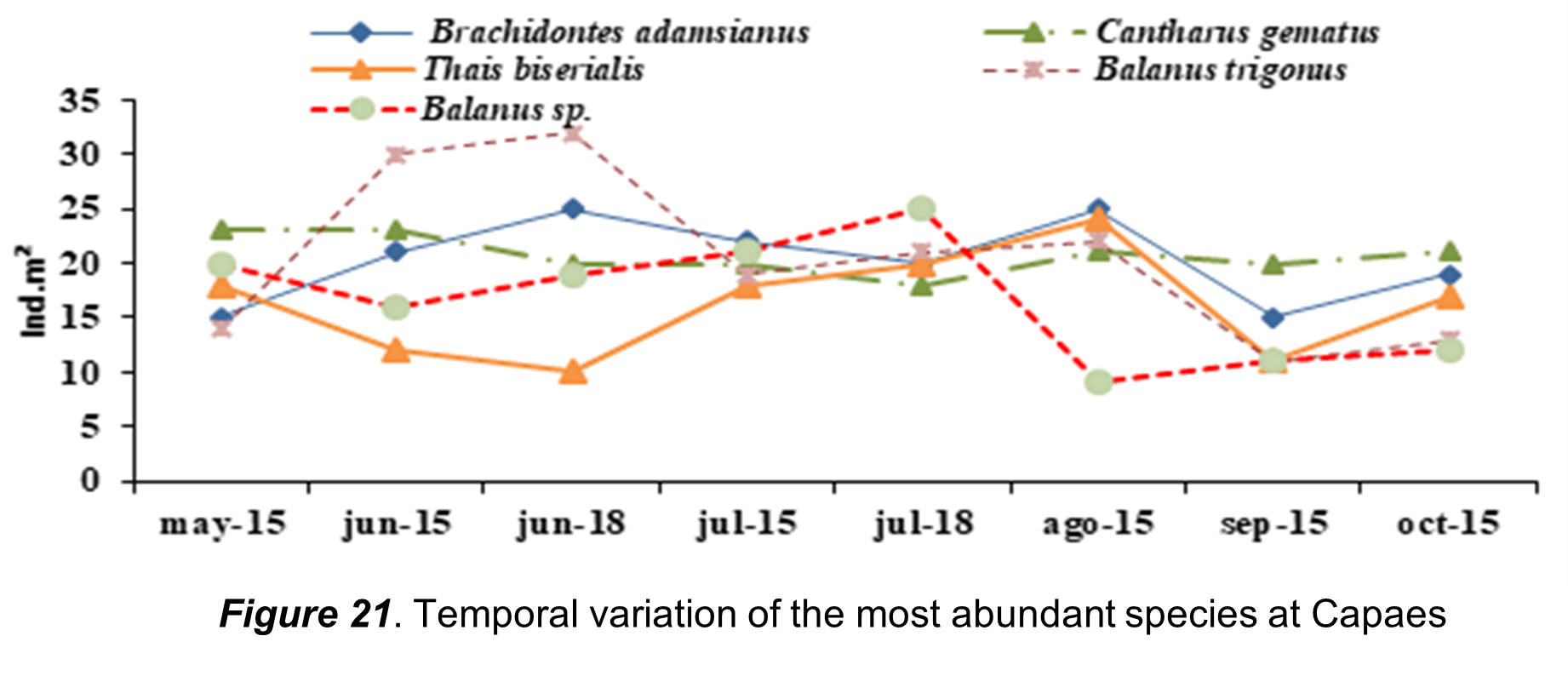 Temporal variation of the most abundant species at
Capaes beach.