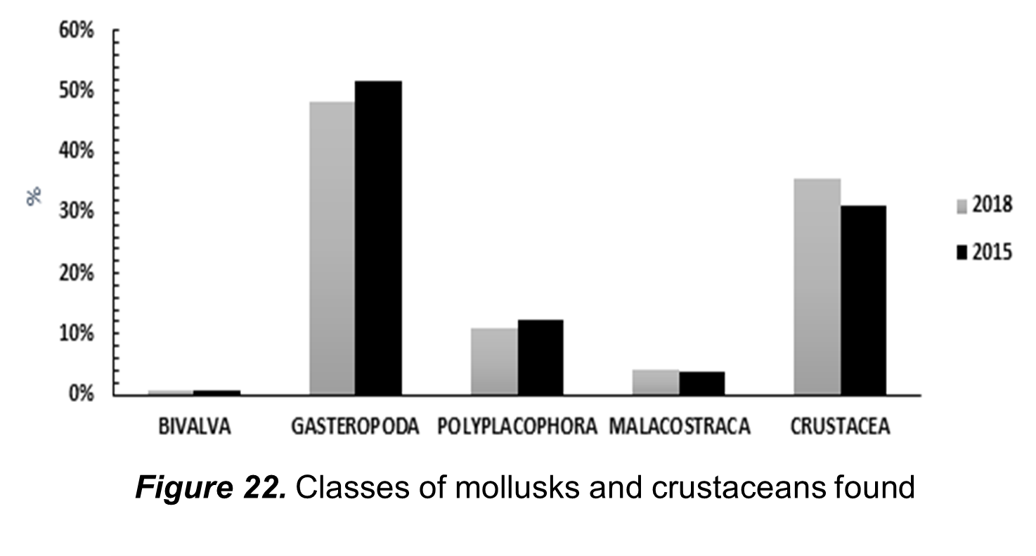 Classes of mollusks and crustaceans found at Punta
Blanca.