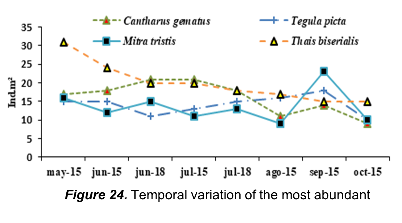 Temporal variation of the most abundant species at
Punta Blanca beach.