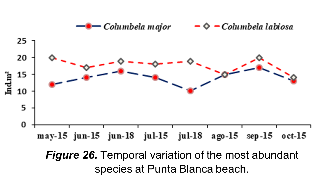 Temporal variation of the most abundant species at
Punta Blanca beach.
