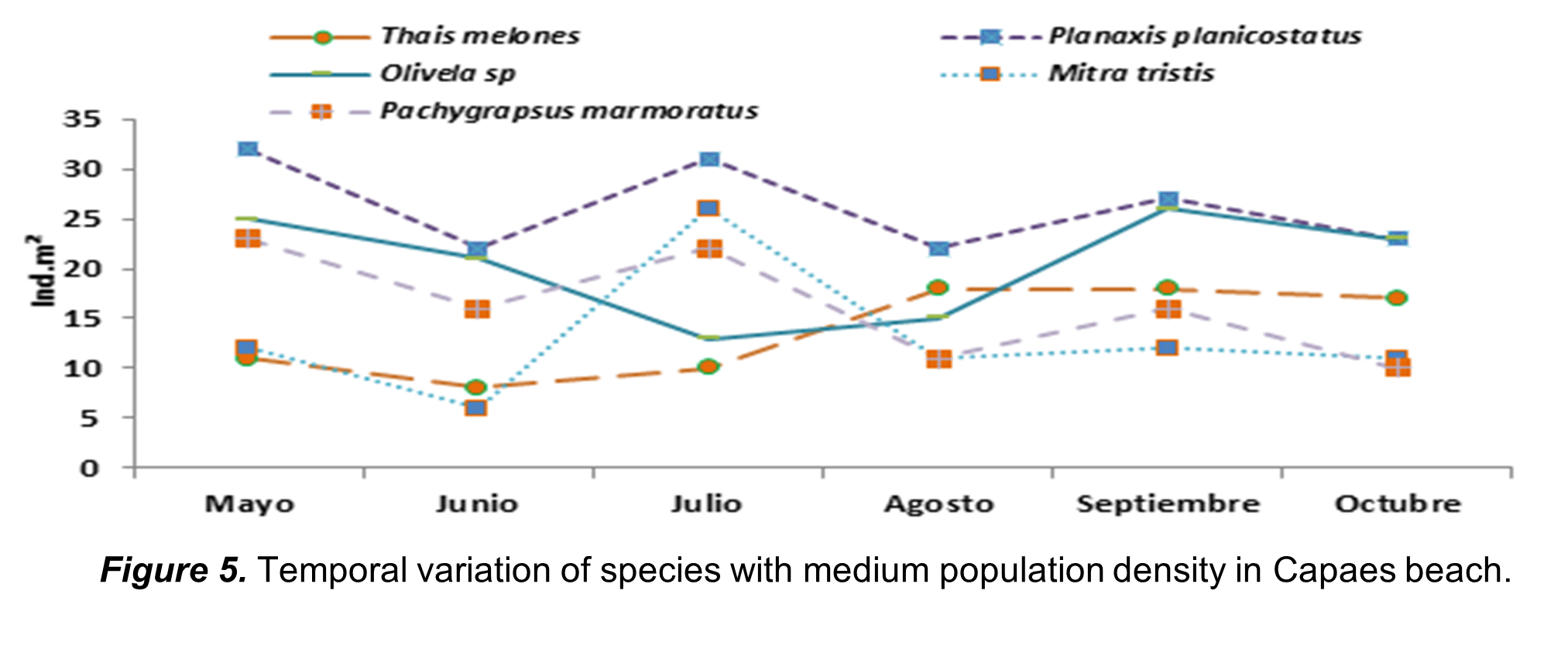 Temporal variation of
species with medium population density in Capaes beach