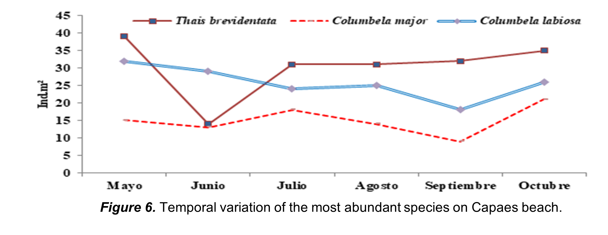 Temporal variation of the most abundant species
on Capaes beach.