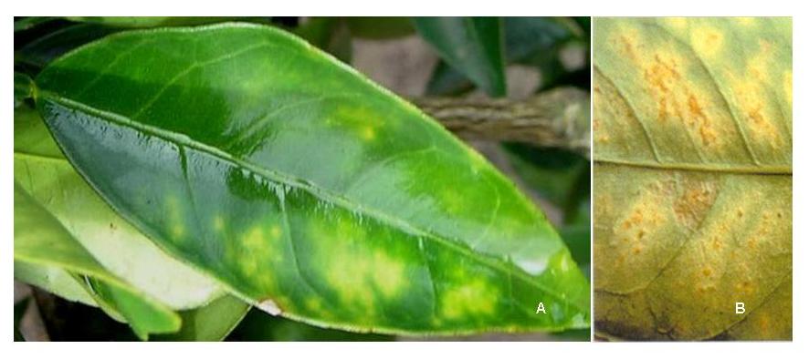 Figura 4.

Clorosis
variegada de los cítricos. A:
Obsérvese las manchas amarillas en el haz de la hoja y B:
que
se corresponde con pústulas en el envés.