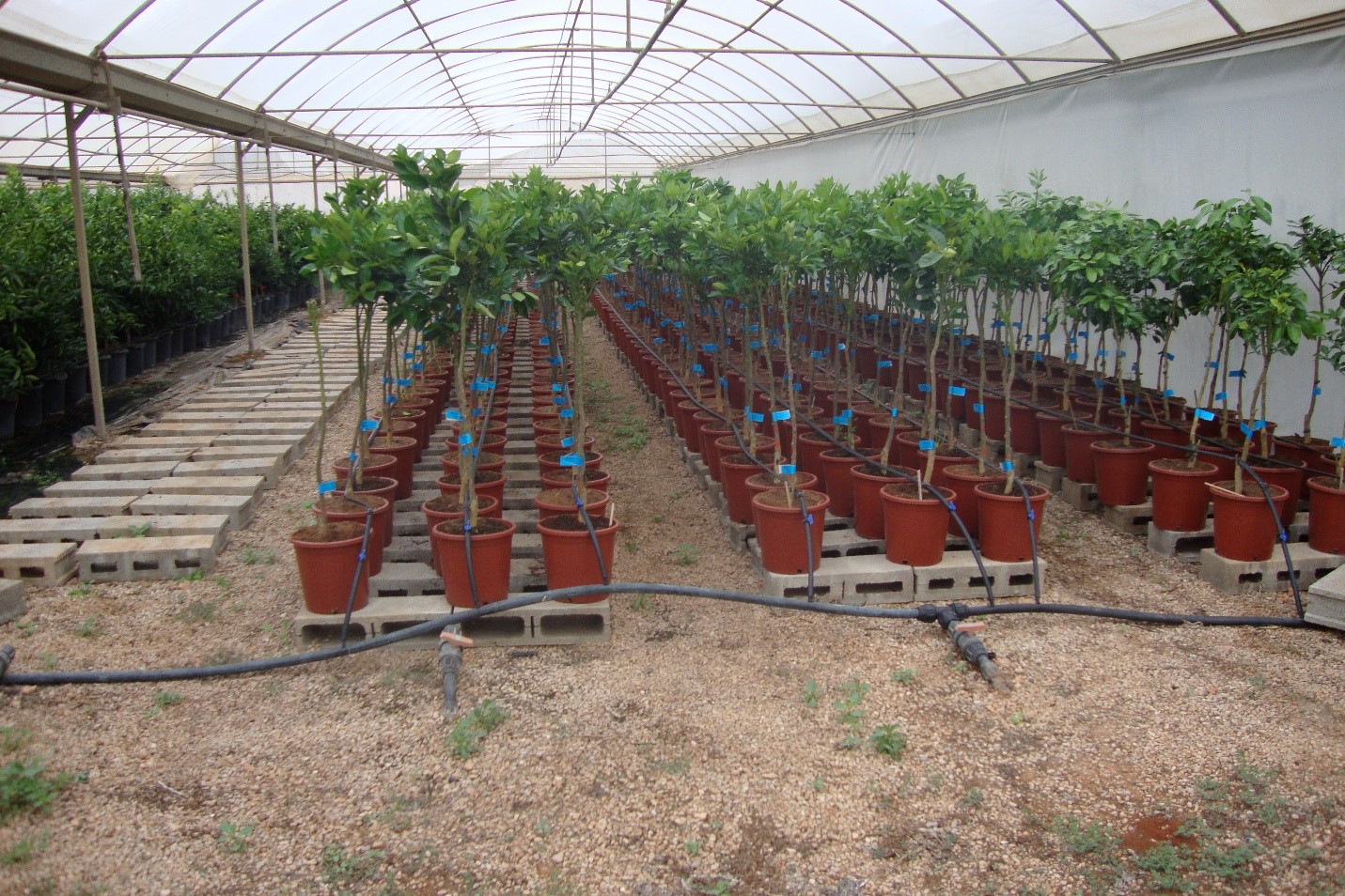 Figura 12.

Plantas certificadas sobre bloques
de cemento.