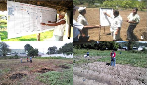 Figura 2.
			A y B: Diseño del predio agroecológico con la participación de todos los involucrados. C y D: Limpieza y preparación del terreno.