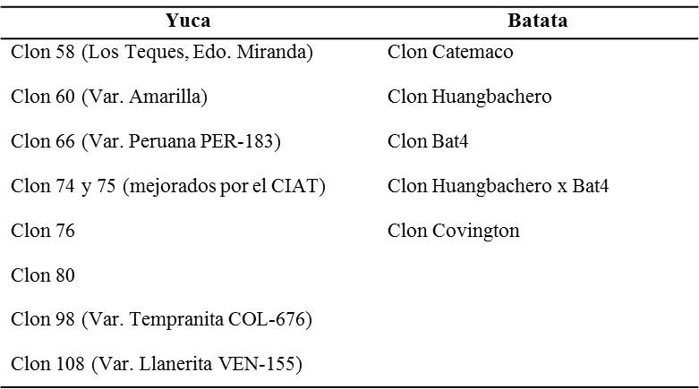 Cuadro 1.
			Clones de yuca y batata sembrados en la gerogranja del CSSCRP del INASS.