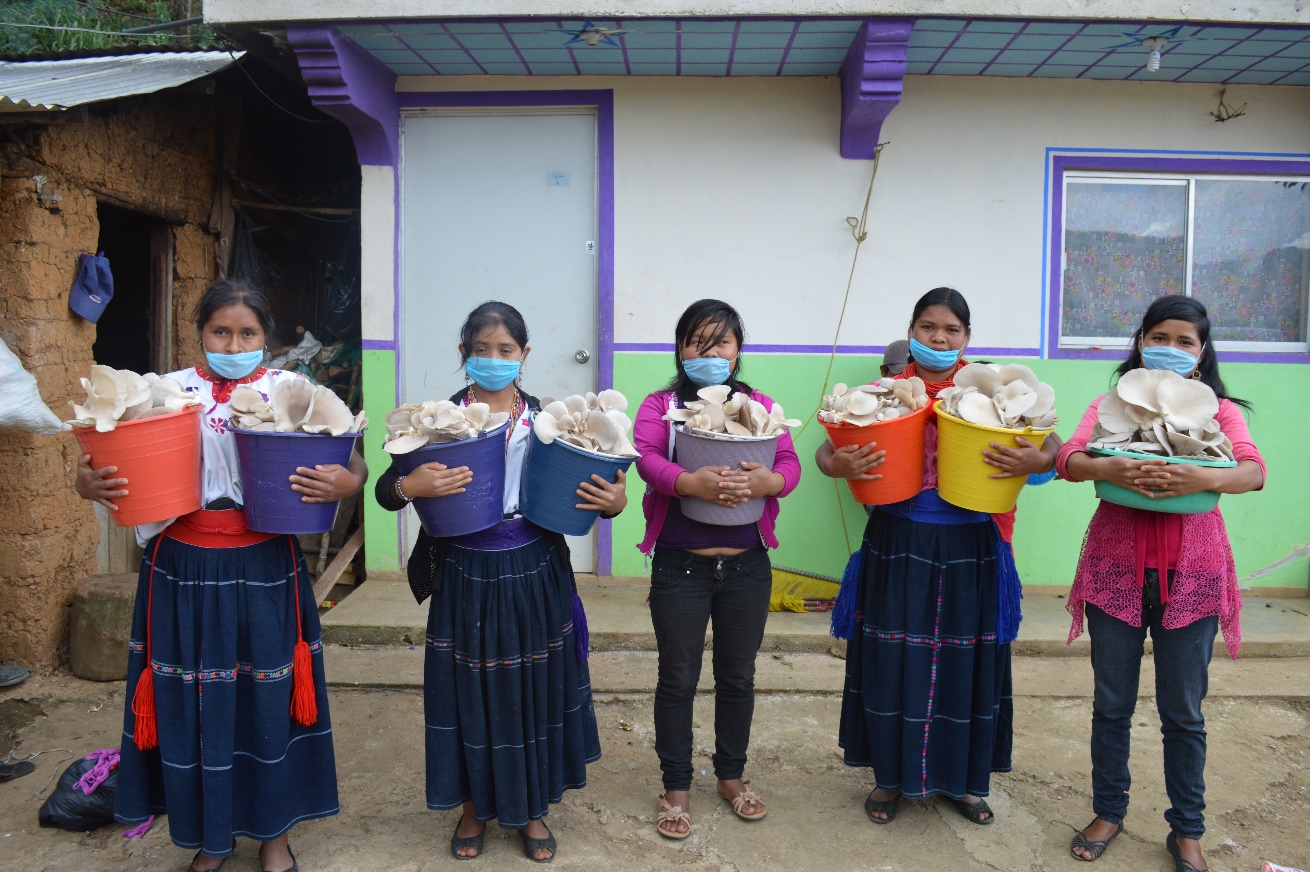 Grupo de mujeres jóvenes productoras de
hongo comestible