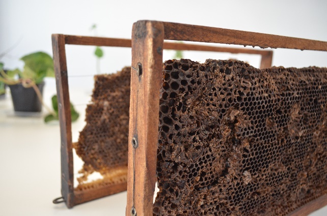 Figura 5. Panal de abejas