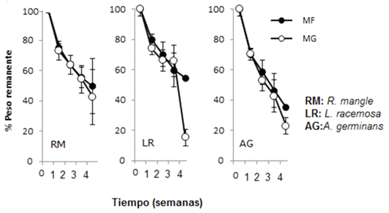 Cambios en el porcentaje del material foliar remanente de las diferentes especies de manglar en los dos (2) tipos de tratamiento de malla (MF – MG) durante las cuatro semanas de muestreo, en el delta del río Ranchería - brazo Riito. RM: R. mangle, LR: L. racemosa, AG: A. germinans.