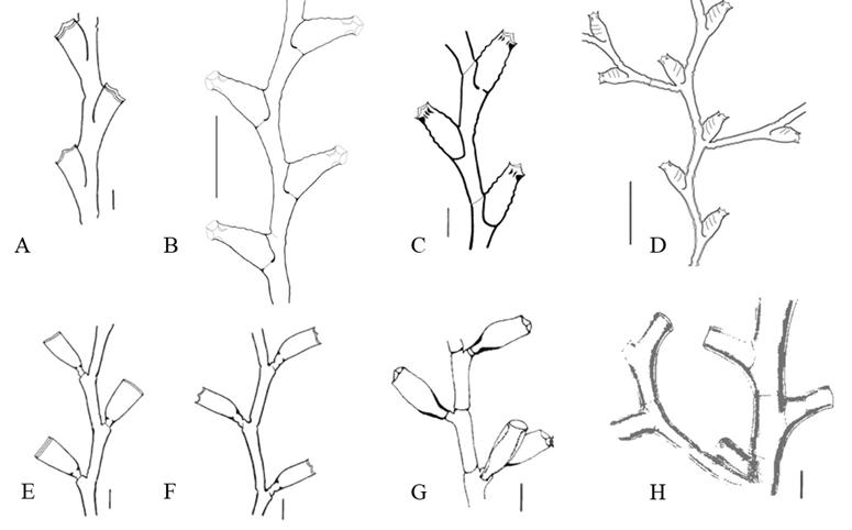 Hidroides reportados para el Caribe colombiano de la superfamilia Sertularioidea con hidrotecas ubicadas de forma alterna. (A) Sertularella diaphana, escala 0,20 mm; (B) Sertularella inconstans, escala 1,00 mm; (C) Sertularella conica, escala 0,25 mm; (D) Sertularella quasiplana, escala 1,00 mm; (E) Thyroscyphus marginatus, escala: 0,50 mm; (F) Thyroscyphus ramosus, escala 0,50 mm; (G) Thyroscyphus longicaulis, escala 1,00 mm y el hidroide (H) Hincksella formosa = Sertularella formosa, escala 1,00 mm; reportado para el Océano Atlántico (Oliveira et al., 2016). Descripciones y esquemas Nutting, 1904; Calder, 2013; Wedler, 2017b; Calder, 2019; Galea et al., 2017; Galea, 2023.