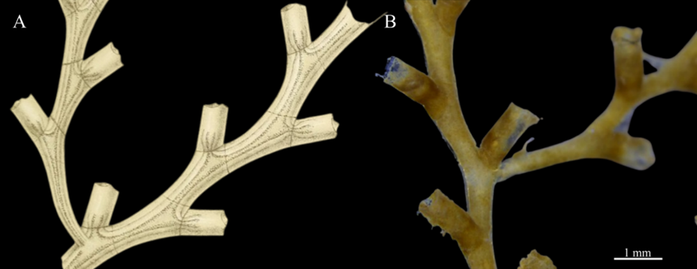 Estructura de hidroides. (A) Parte de la colonia de Sertularella cylindritheca = Sertularelloides cylindritheca magnificado 10 veces su tamaño real (10 diámetros = 10X), tomado de Allman (1888) Hydroida part II Plate XXIX y (B) Fragmento de una de las colonias colectadas en una estación asociada a formaciones coralinas (E8-A).