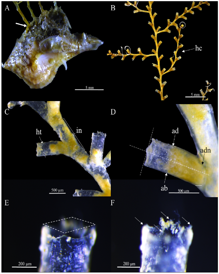 Sertularelloides cylindritheca. (A) Hidrocaules erectos sobre la concha de Chicoreus sp.; (B) Detalle de la colonia mostrando las ramificaciones (hidrocladios- hc) e hidrotecas; (C) detalle de internodos y disposición de las hidrotecas (ht); (D) Detalle de la hidroteca, (ad) pared adcaulina de la hidroteca, (ab) pared abcaulina de la hidroteca, (adn) porción adnata de la pared adcaulina; (E y F) cuatro cúspides marginales hidrotecales.