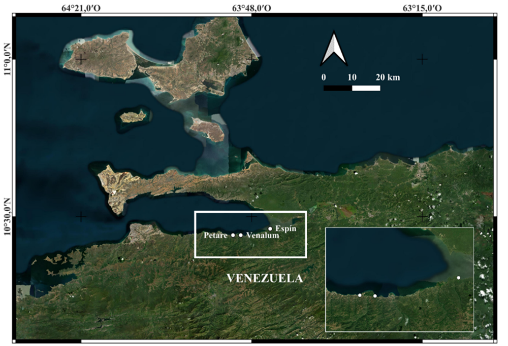 Ubicaci&oacute;n geogr&aacute;fica de las playas estudiadas. Petare (10&deg;26&acute;31.15&acute;&acute;N; 63&deg;51&acute;15.53&acute;&acute;O), Venalum (10&deg;26&acute;27.95&acute;&acute;N; 63&deg;50&acute;5.37&acute;&acute;O) y Esp&iacute;n (10&deg;26&acute;27.50.80&acute;&acute;N; 63&deg;43&acute;39.95&acute;&acute;O)