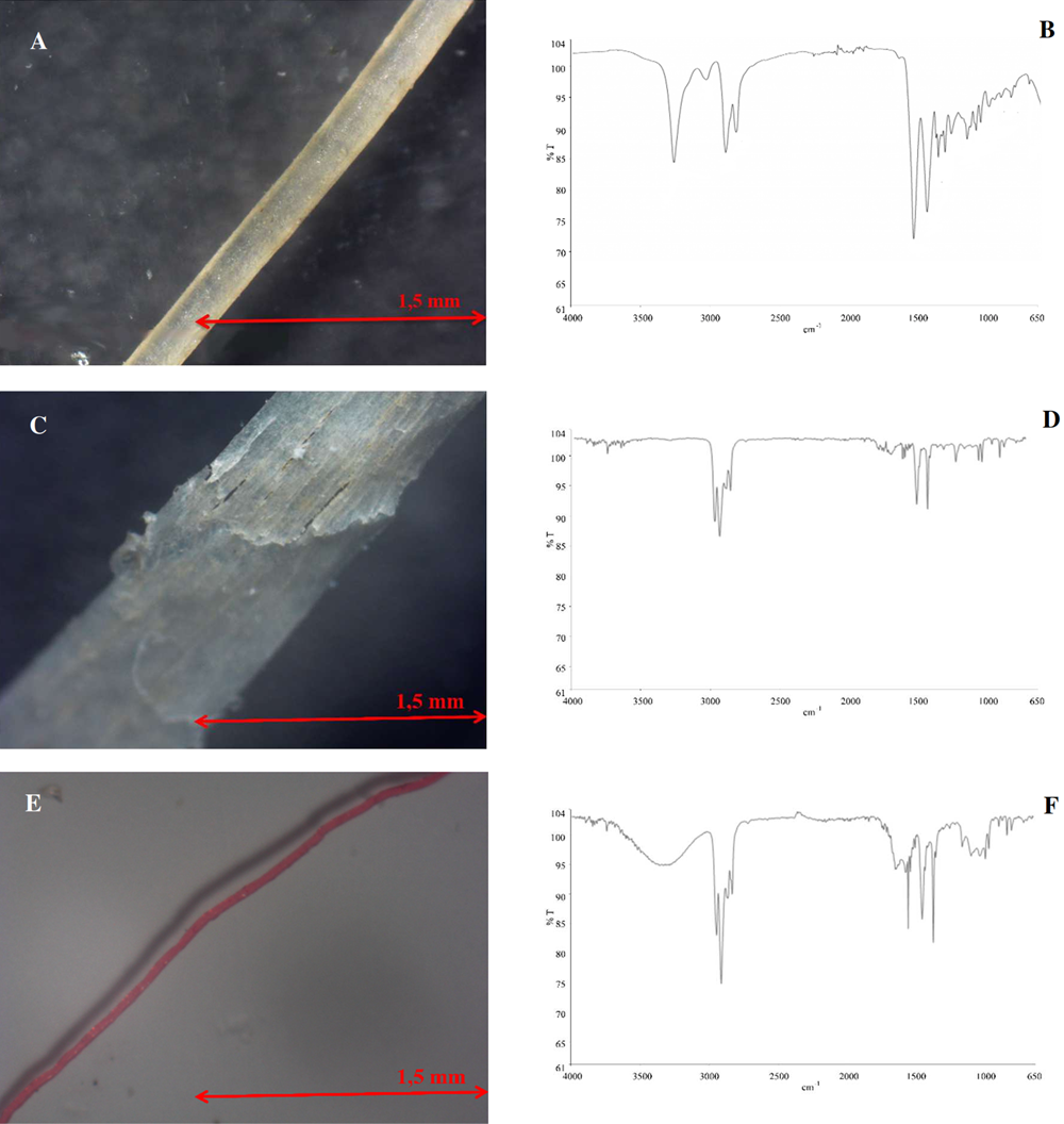 Fotograf&iacute;a de la fibra de nil&oacute;n de color transparente (A); espectro Infrarrojo correspondiente a nil&oacute;n (B); fotograf&iacute;a de la fibra de polipropileno de color blanco (C); espectro Infrarrojo correspondiente a polipropileno (D); fotograf&iacute;a de la fibra de polipropileno de color rojo (E) y espectro Infrarrojo correspondiente a polipropileno (%T= Porcentaje de transmitancia, cm-1= unidad de la longitud de onda).