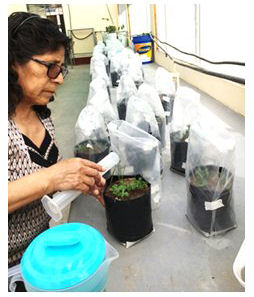 Riego con agua hervida