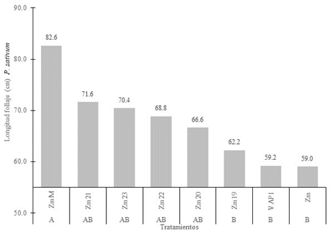 Longitud follaje de P. sativum en condiciones de invernadero