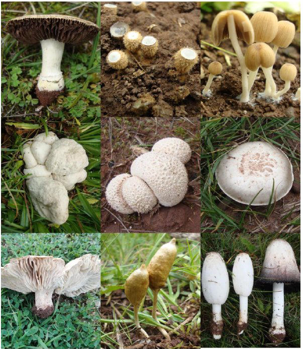 Diversidad de hongos
superiores en la comunidad Yanamani-Municipio de  Tiahuanacu, esta
es una muestra de la diversidad especies de hongos no reportados desde diferentes h&aacute;bitats en nuestro pa&iacute;s
(Fotograf&iacute;as Fernando Pacasa & V&iacute;ctor Paco)