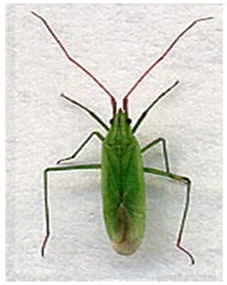 Adulto de la chinche de la hoja de arroz