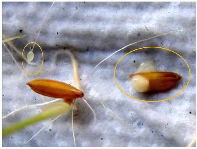  Semillas
incubadas en el blotter test que
desarrollaron exudados bacterianos, desde donde se partió para el aislamiento
de la cepa de Bacillus sp