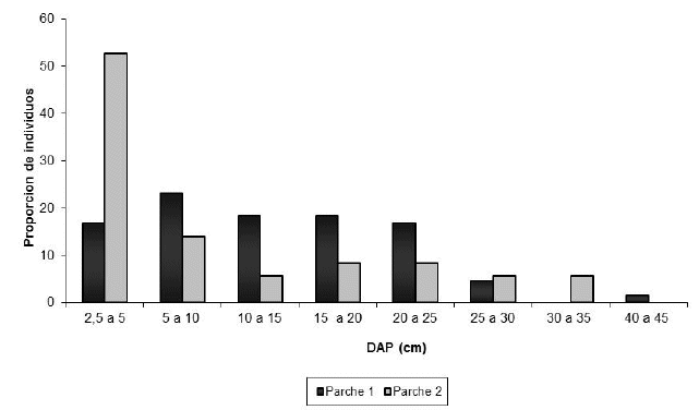 Individuos
distribuidos de Alnus acuminata (Kunth)
en categorías de DAP en parcelas estudiadas, Yervani 