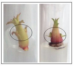 resencia de brotes en las vitroplantas con
tratamiento
