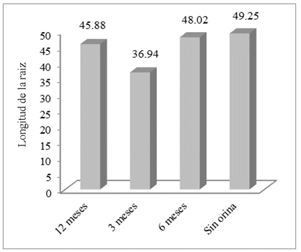 Longitud de la raíz con la
aplicación de orina humana fermentada (OHF) en diversos tiempos